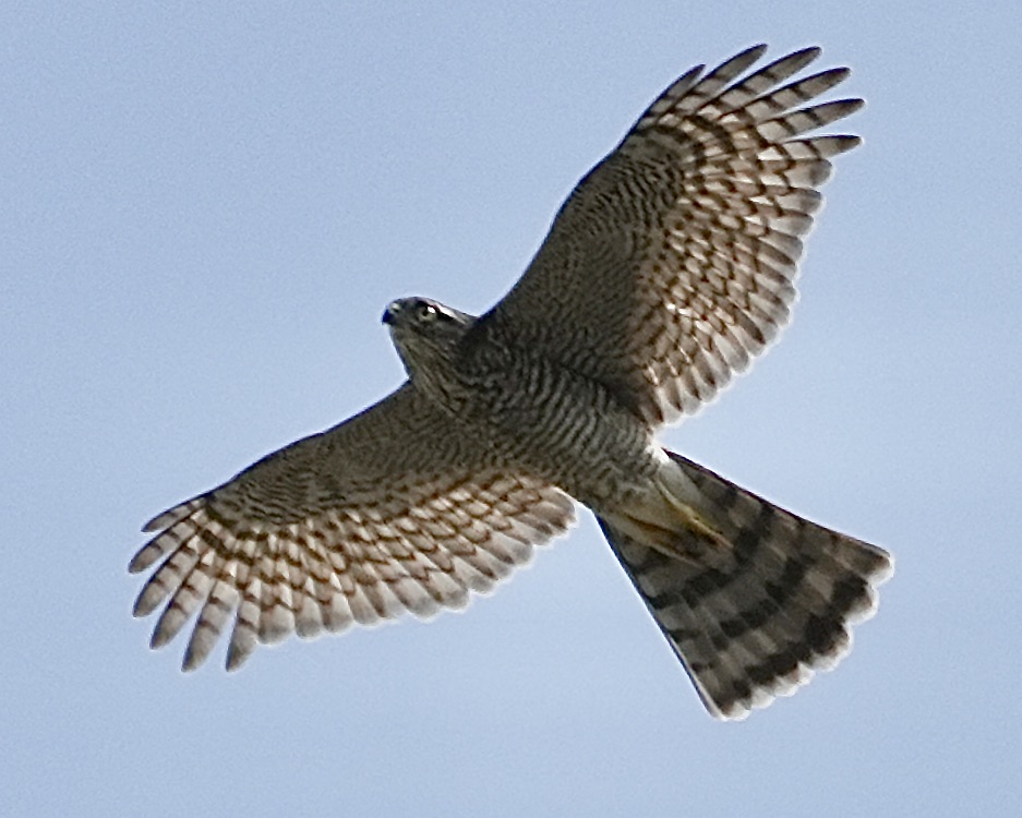 sparrowhawk